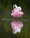 Roseate spoonbill Platalea ajaja